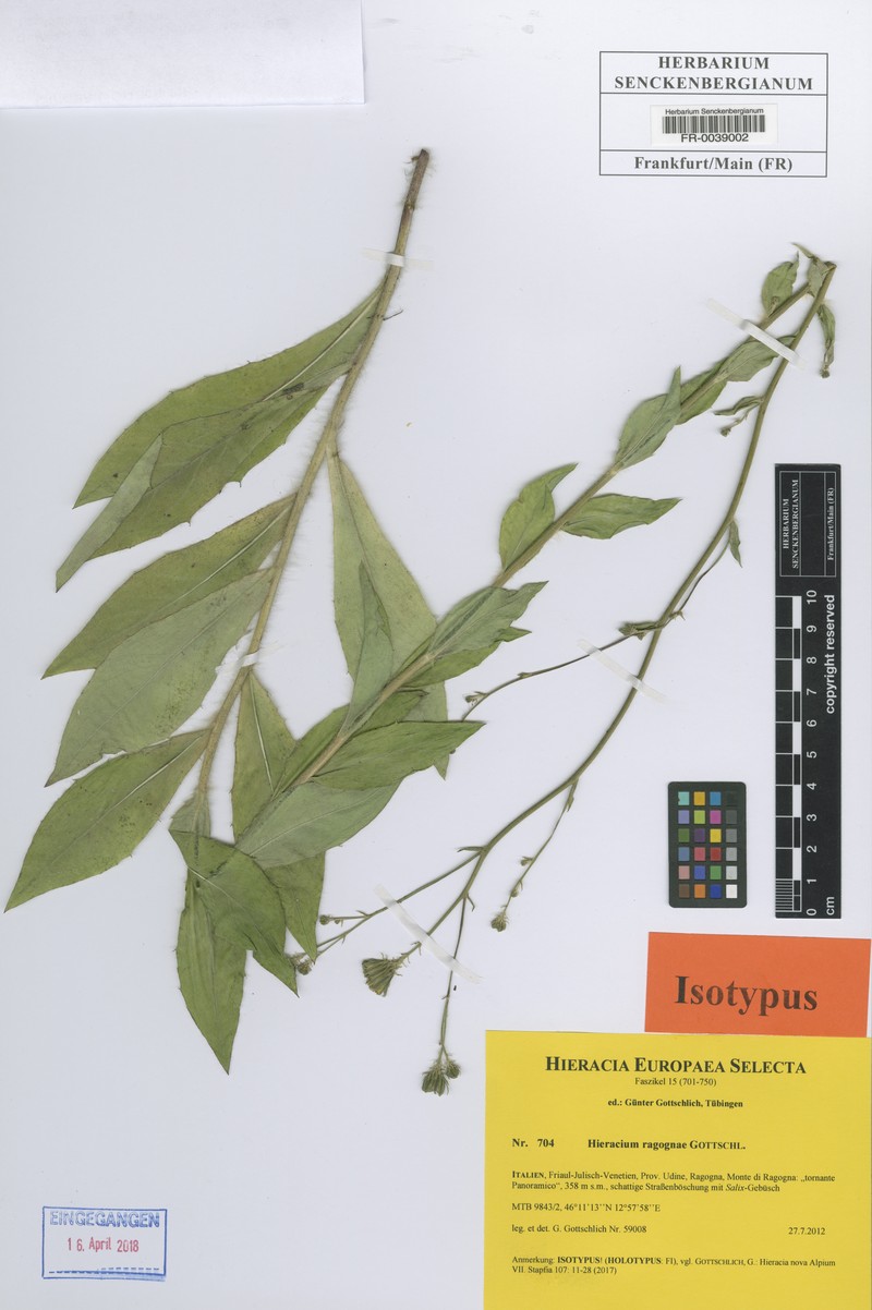 Hieracium ragognae
