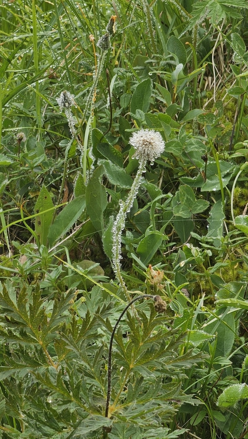 Hieracium ramondii photo 2