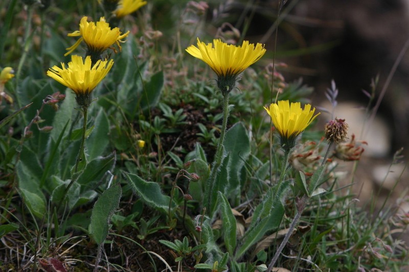 Hieracium ramondii photo 3