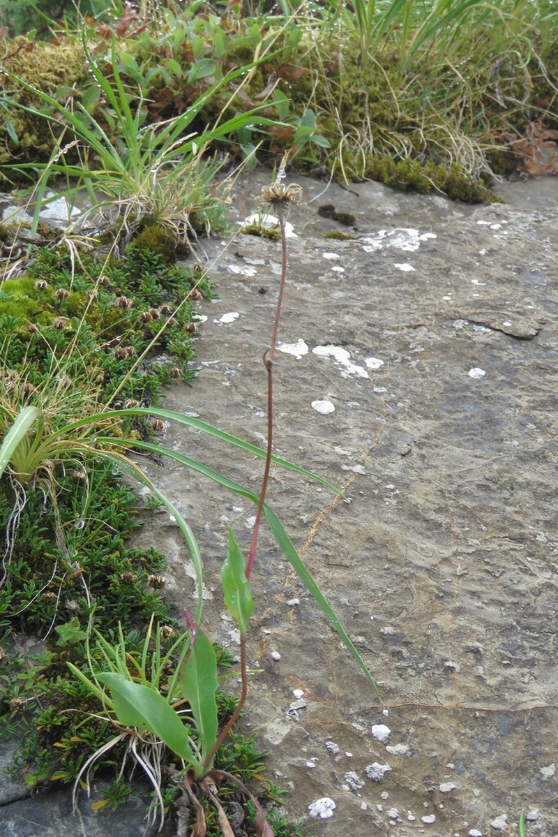 Hieracium ramondii photo 4