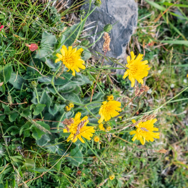 Hieracium ramondii