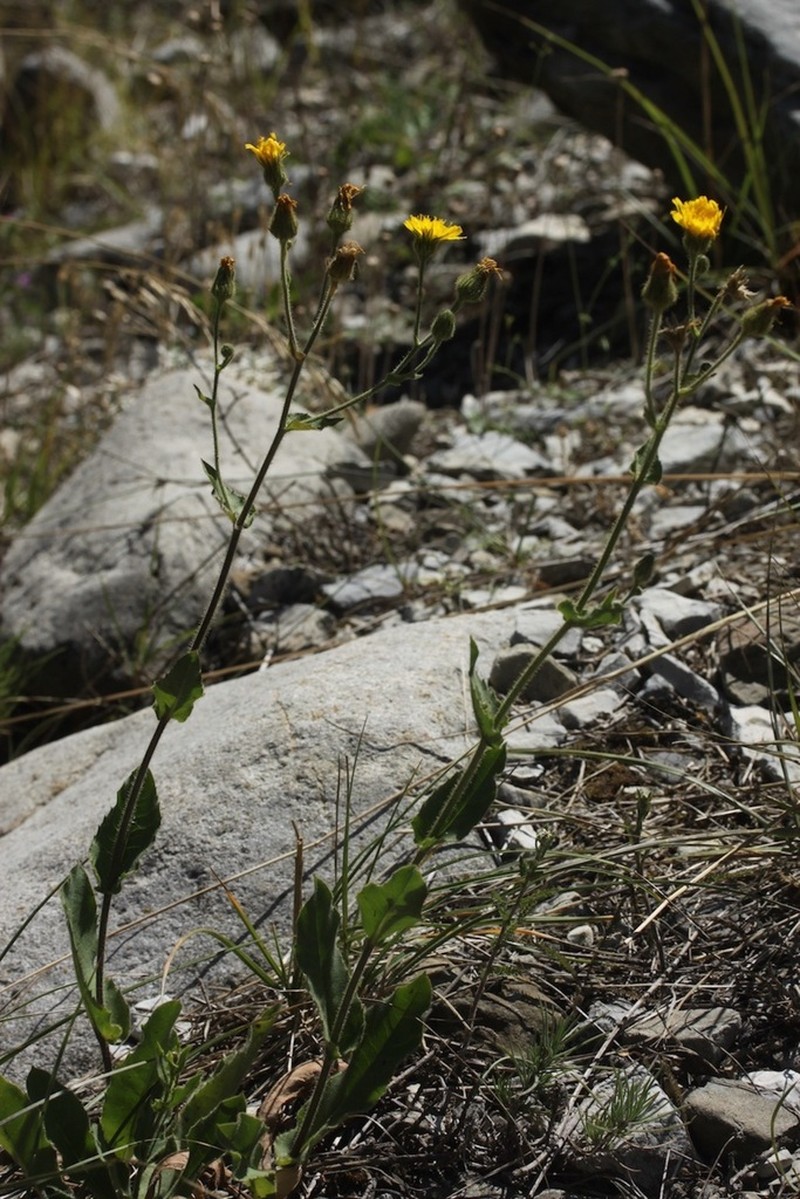 Hieracium ramosissimum photo 2