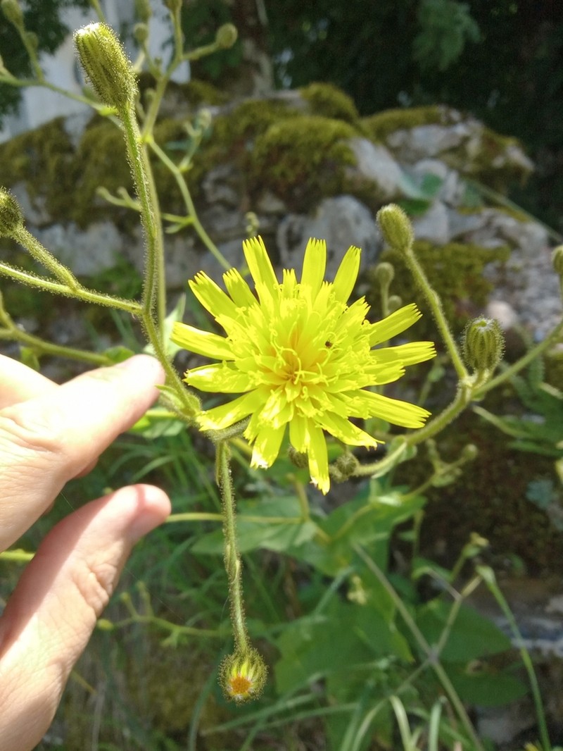Hieracium ramosissimum photo 3