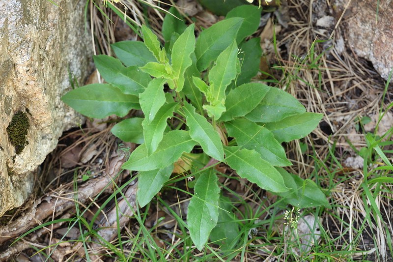 Hieracium ramosissimum photo 4