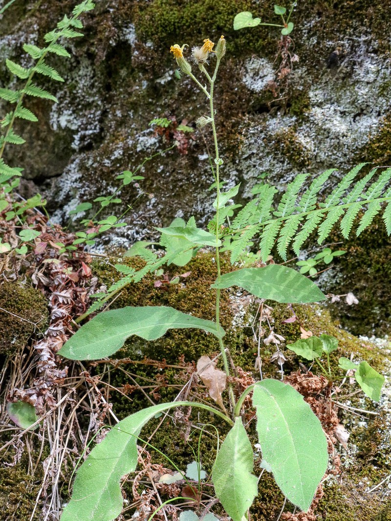 Hieracium ramosissimum photo 5