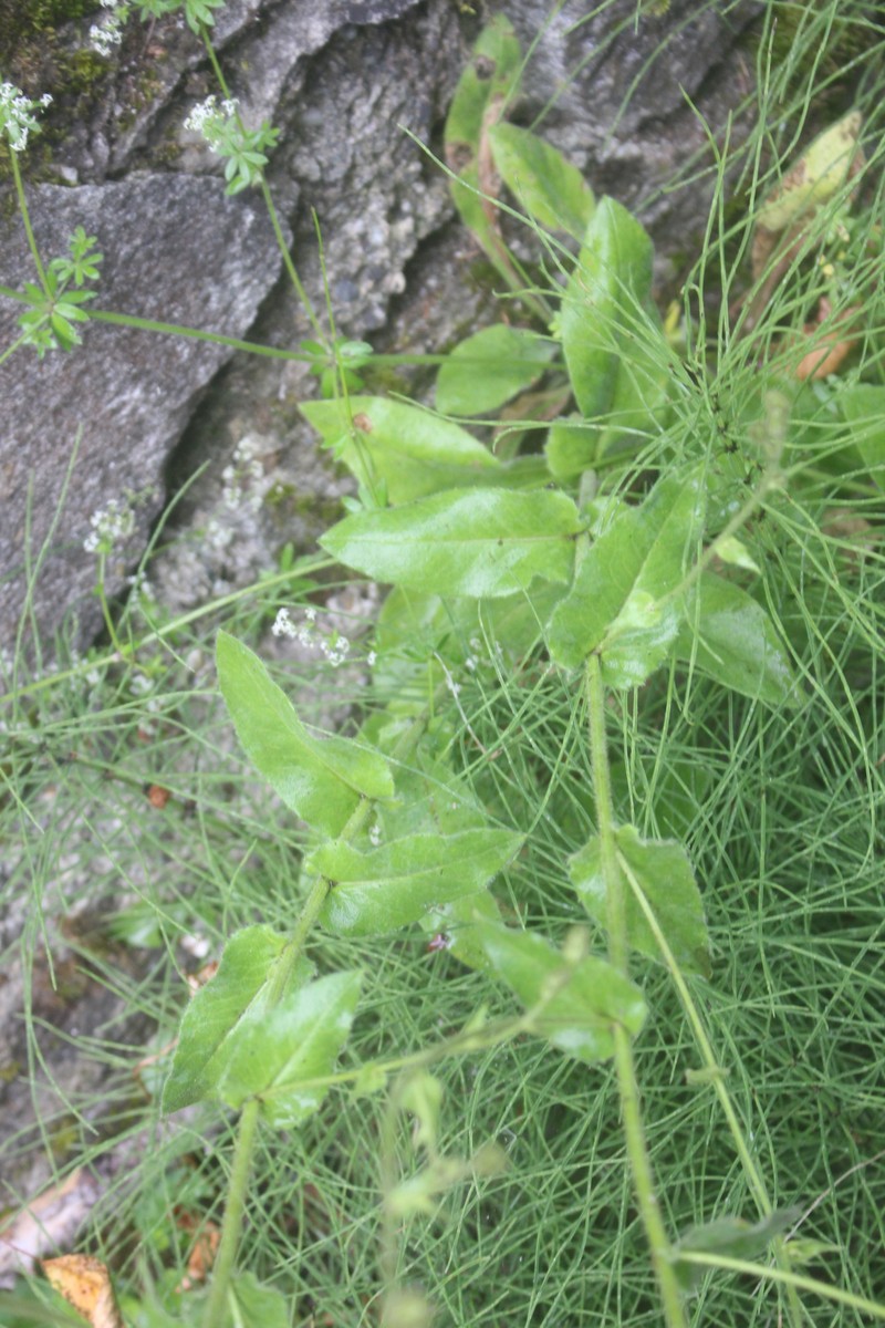 Hieracium ramosissimum photo 7