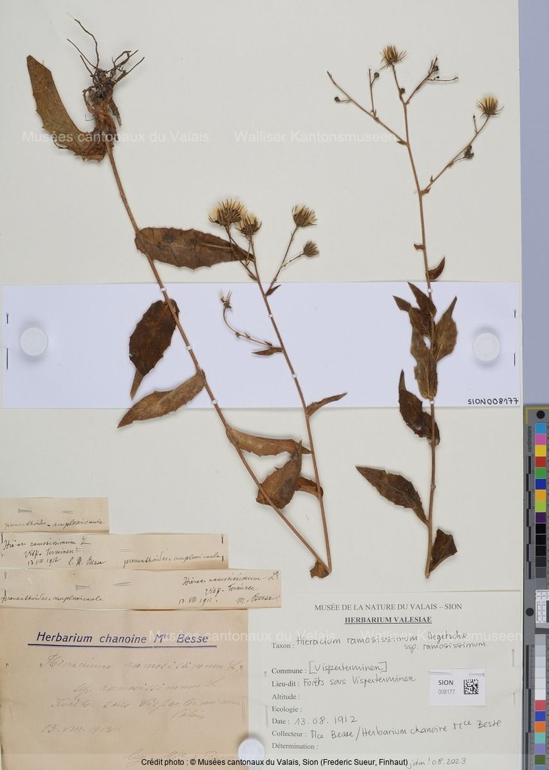 Hieracium ramosissimum subsp. ramosissimum