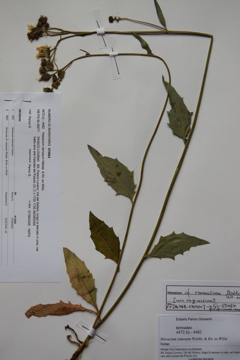 Hieracium ramosum photo 2