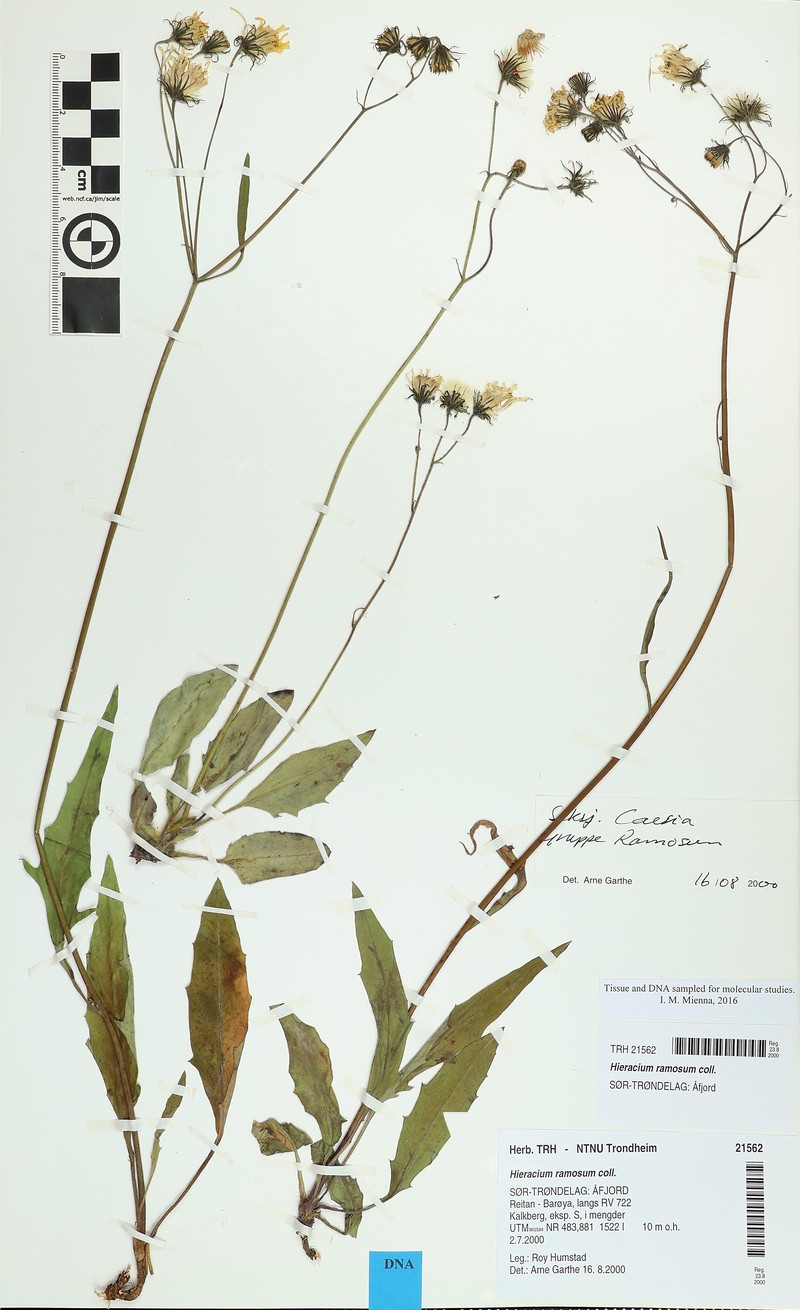 Hieracium ramosum photo 4