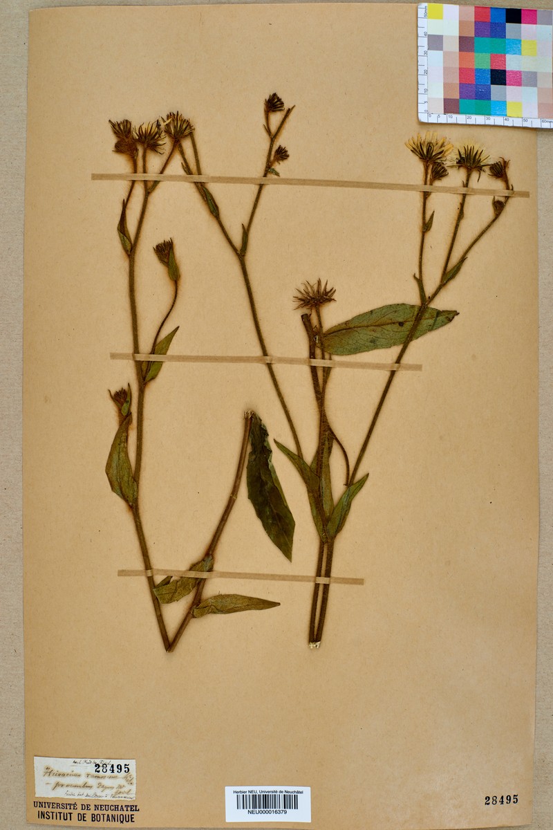 Hieracium ramosum