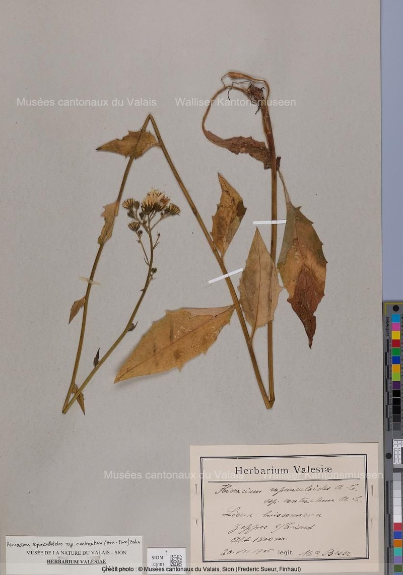 Hieracium rapunculoides subsp. contractum