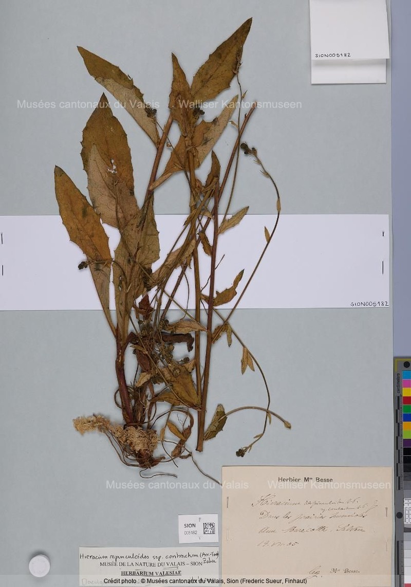 Hieracium rapunculoides subsp. contractum photo 2