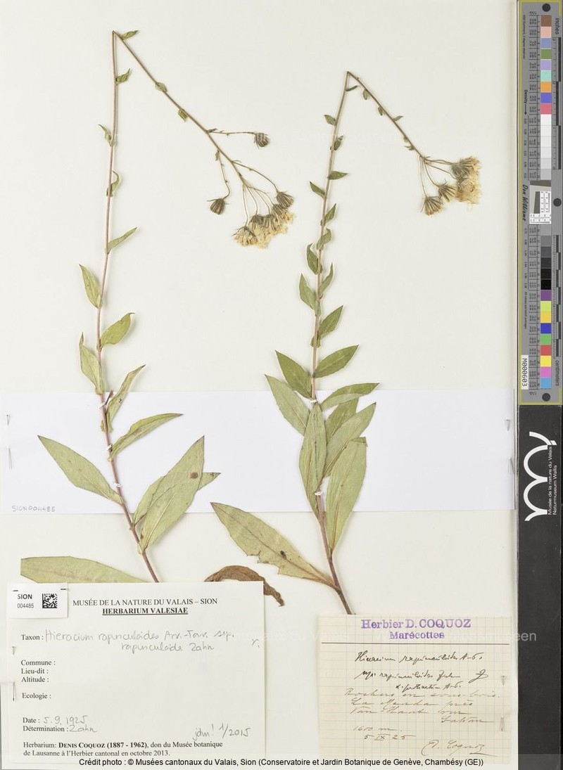 Hieracium rapunculoides subsp. rapunculoides