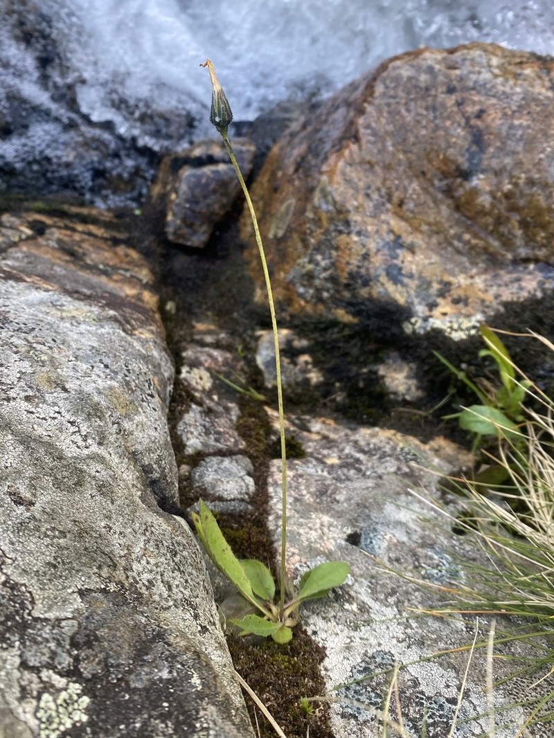 Hieracium raveniorum