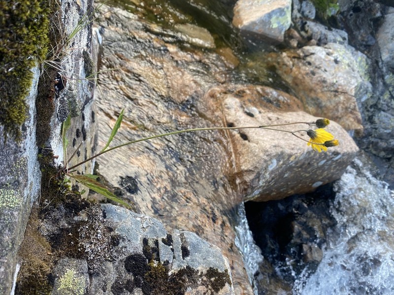 Hieracium raveniorum photo 2