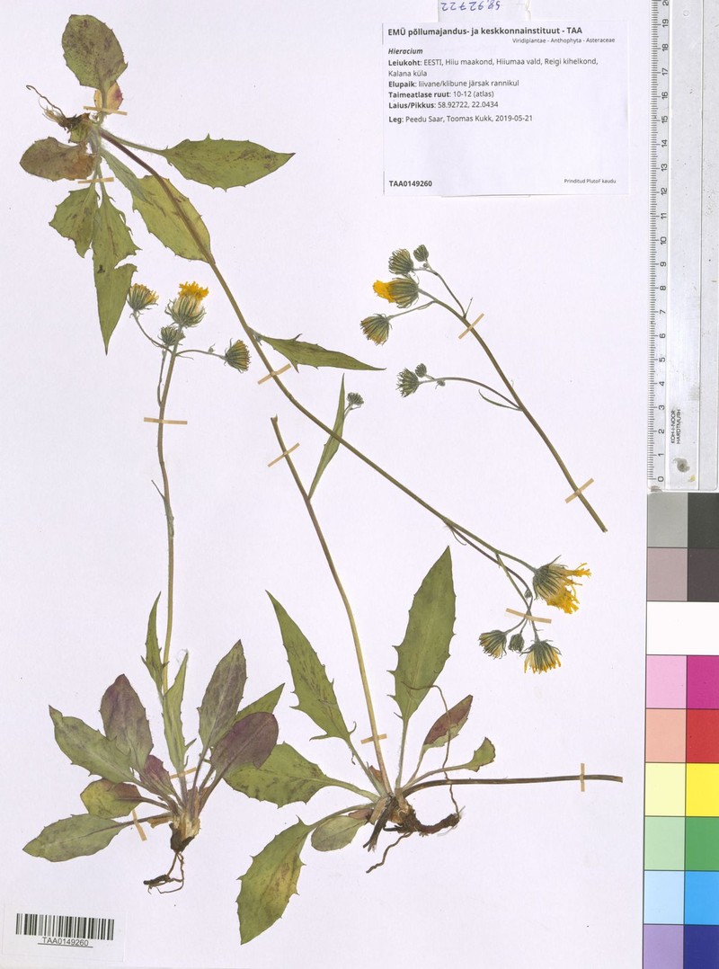 Hieracium ravidum