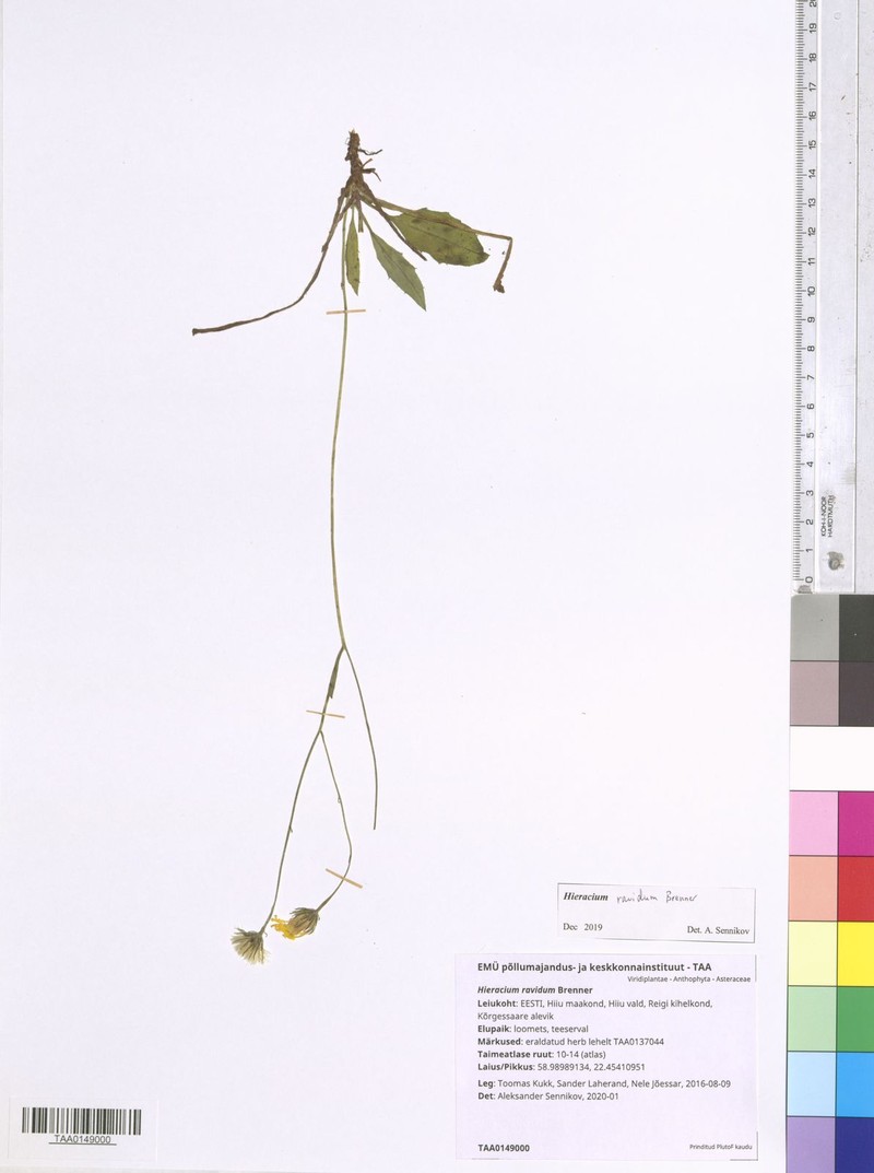 Hieracium ravidum photo 2
