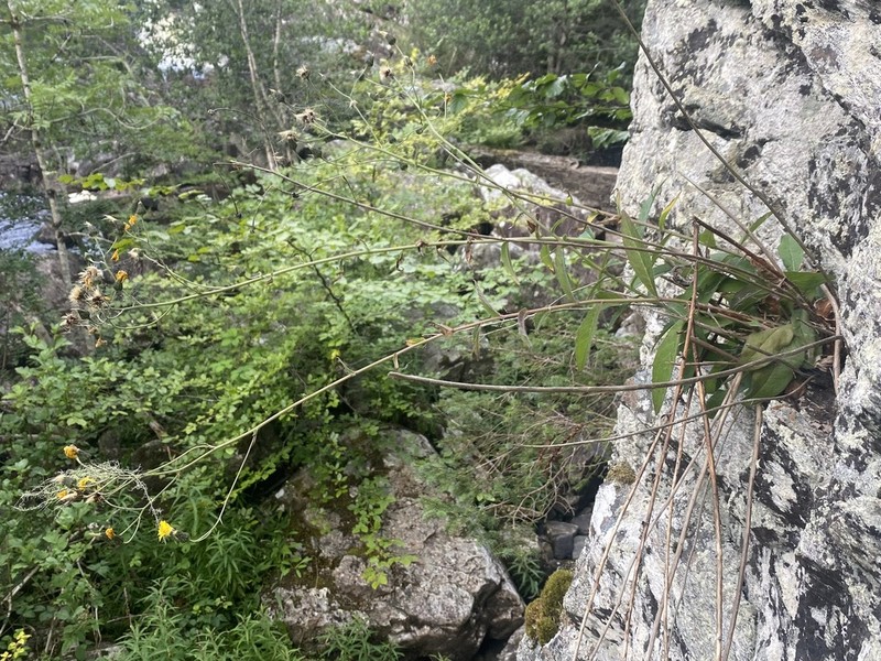 Hieracium reayense