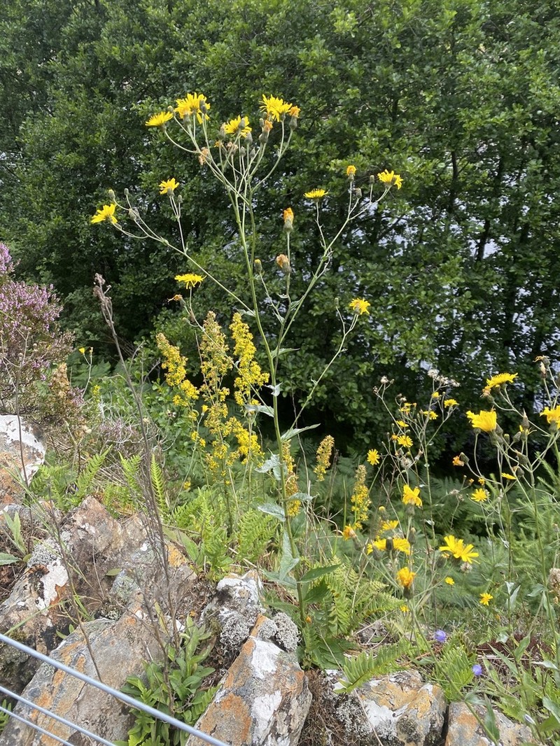 Hieracium reayense photo 2