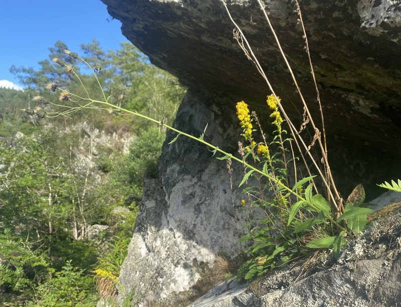 Hieracium reayense photo 3
