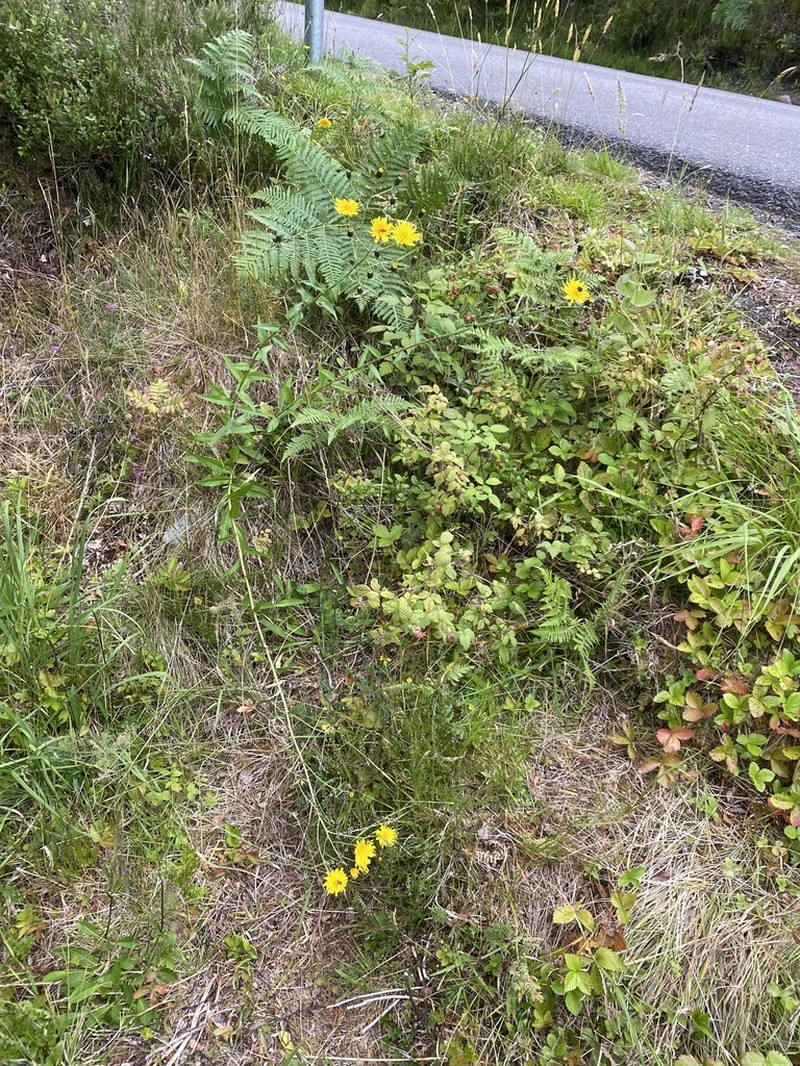 Hieracium reayense photo 4
