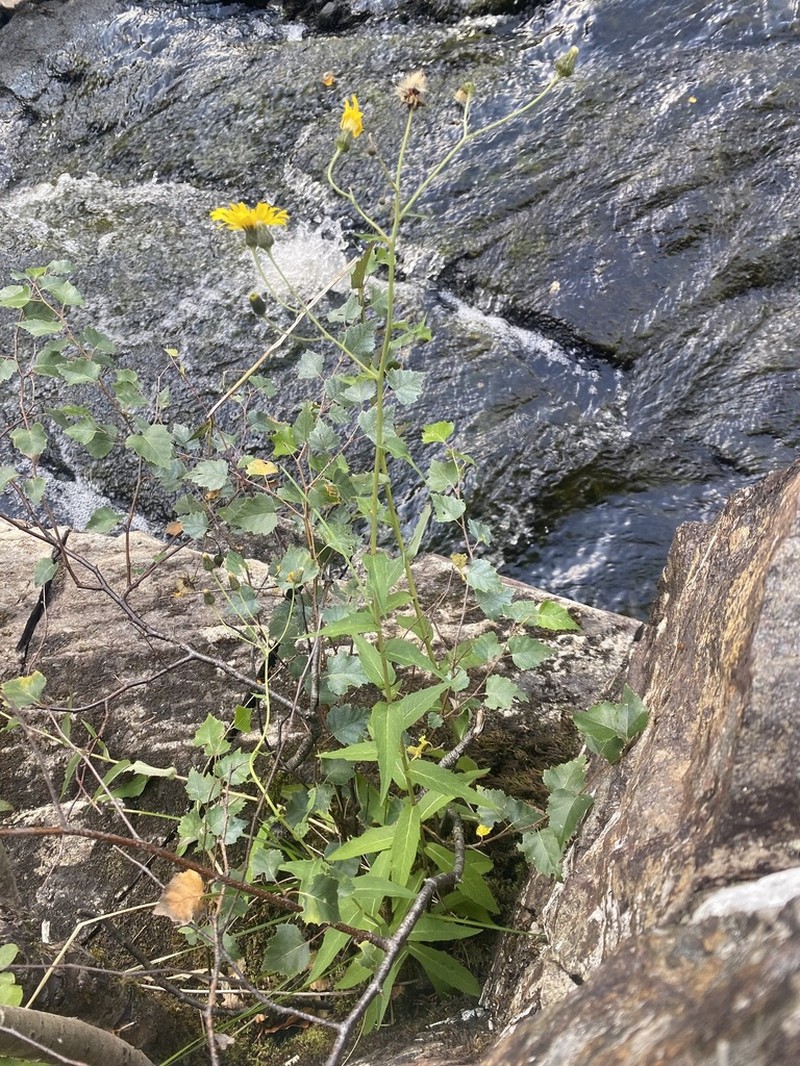 Hieracium reayense photo 5