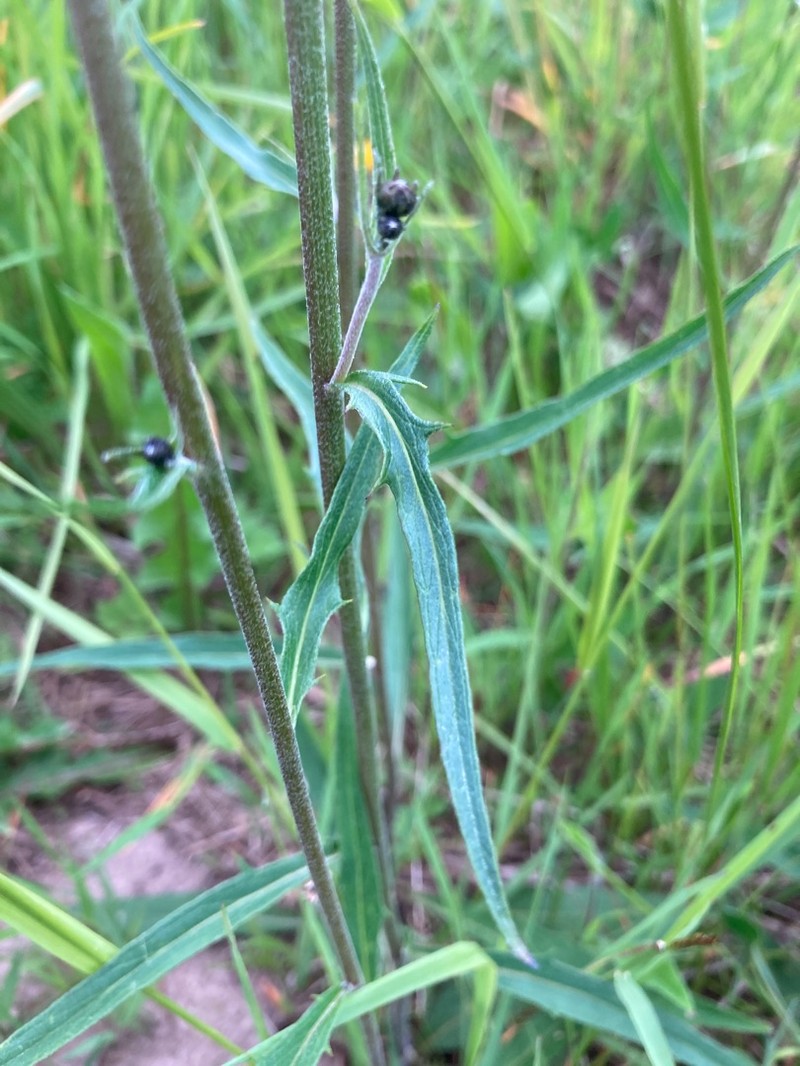 Hieracium rebildense