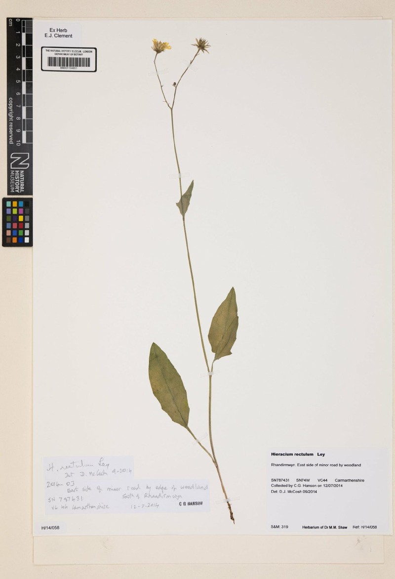 Hieracium rectulum