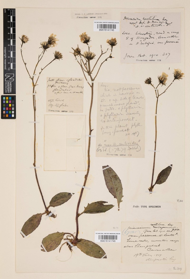 Hieracium rectulum photo 3