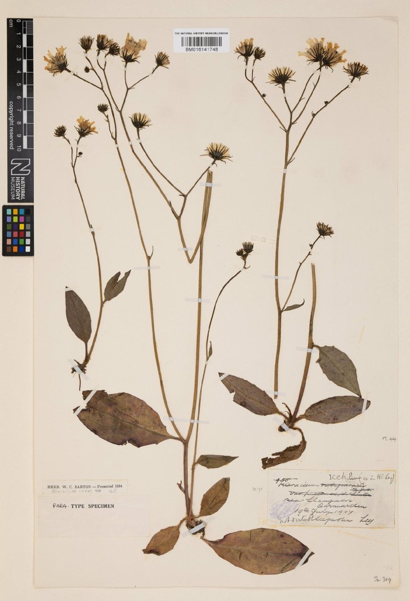 Hieracium rectulum photo 4