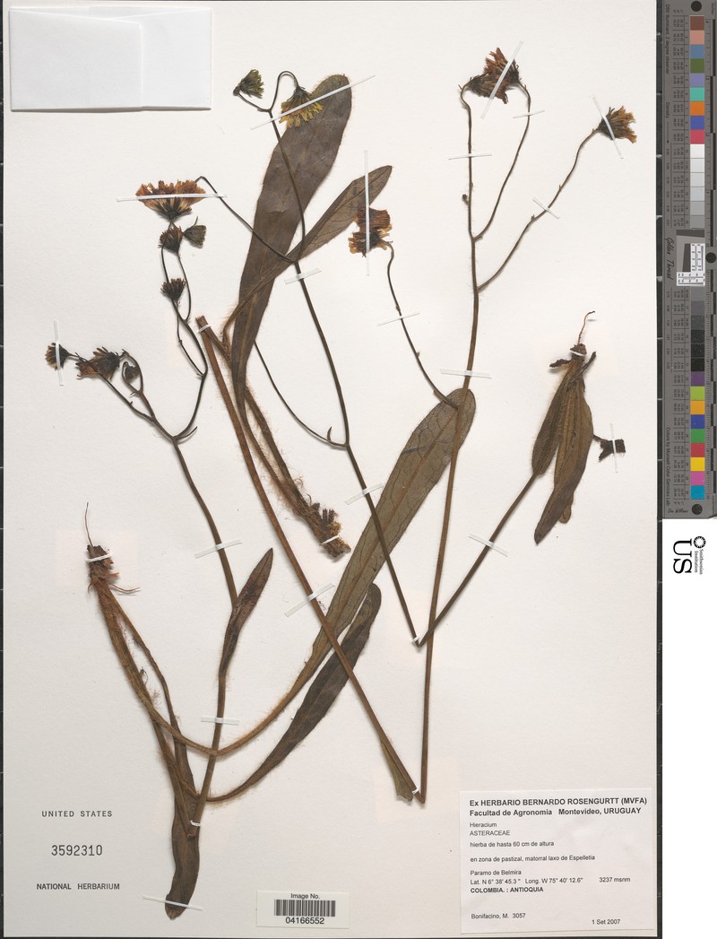 Hieracium repandulare