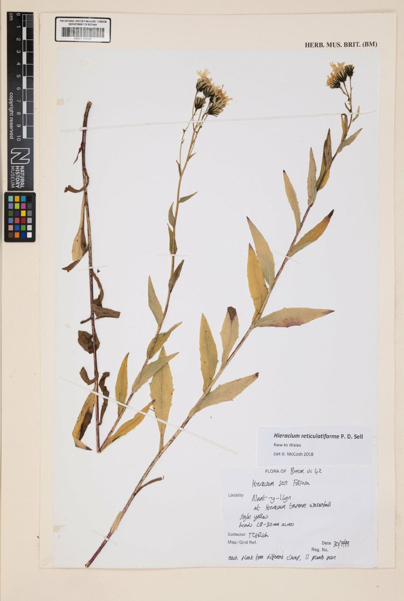 Hieracium reticulatiforme