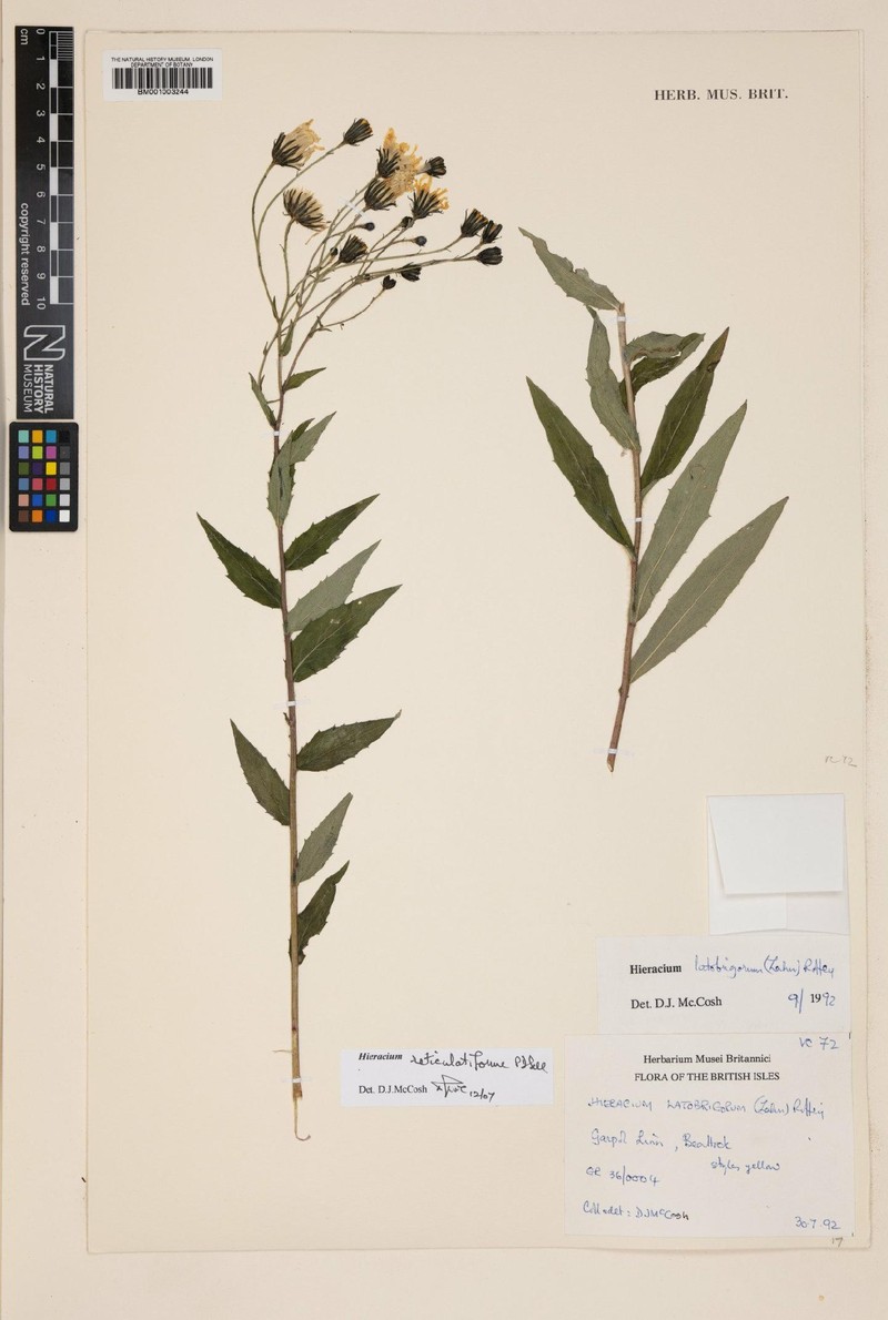 Hieracium reticulatiforme photo 2