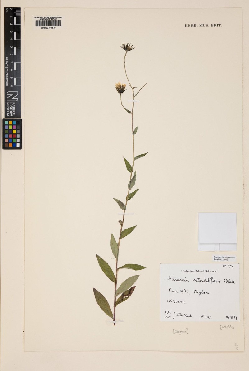 Hieracium reticulatiforme photo 3