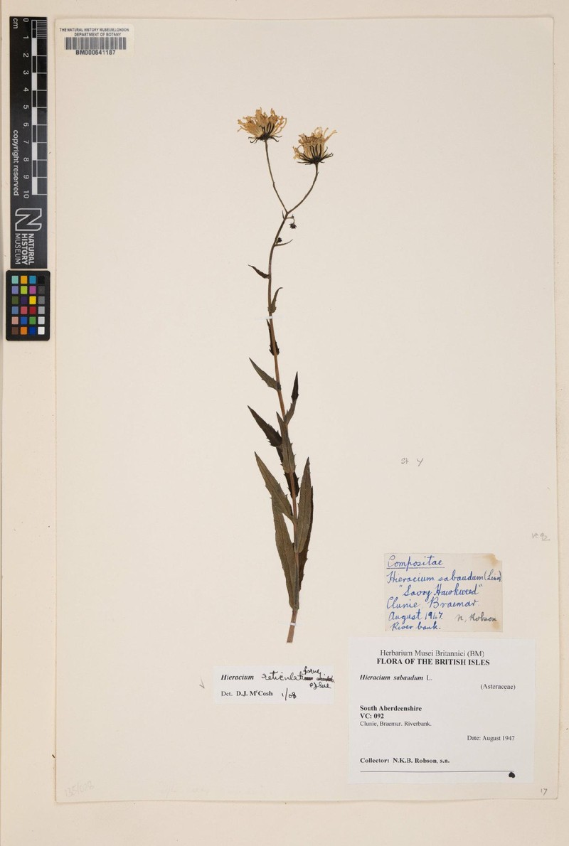 Hieracium reticulatiforme photo 4