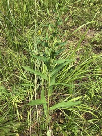 Hieracium reticulatum