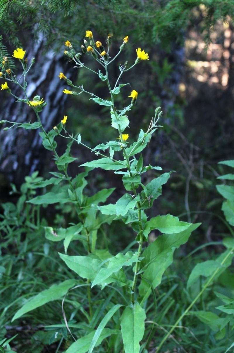 Hieracium reticulatum photo 2