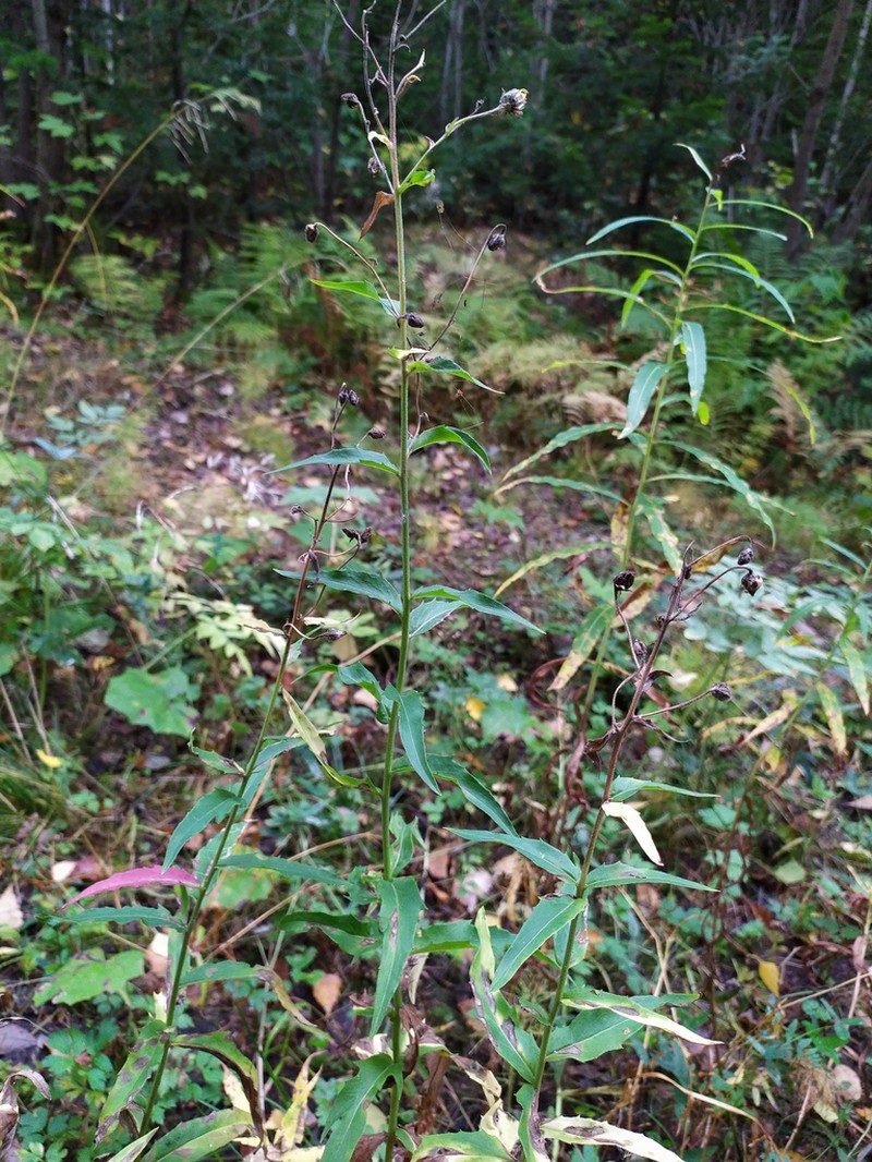 Hieracium reticulatum photo 3