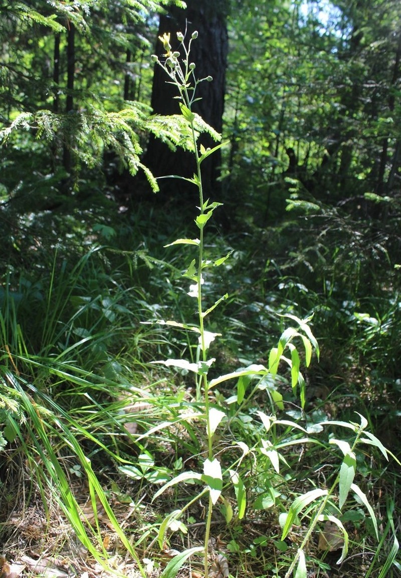 Hieracium reticulatum photo 4