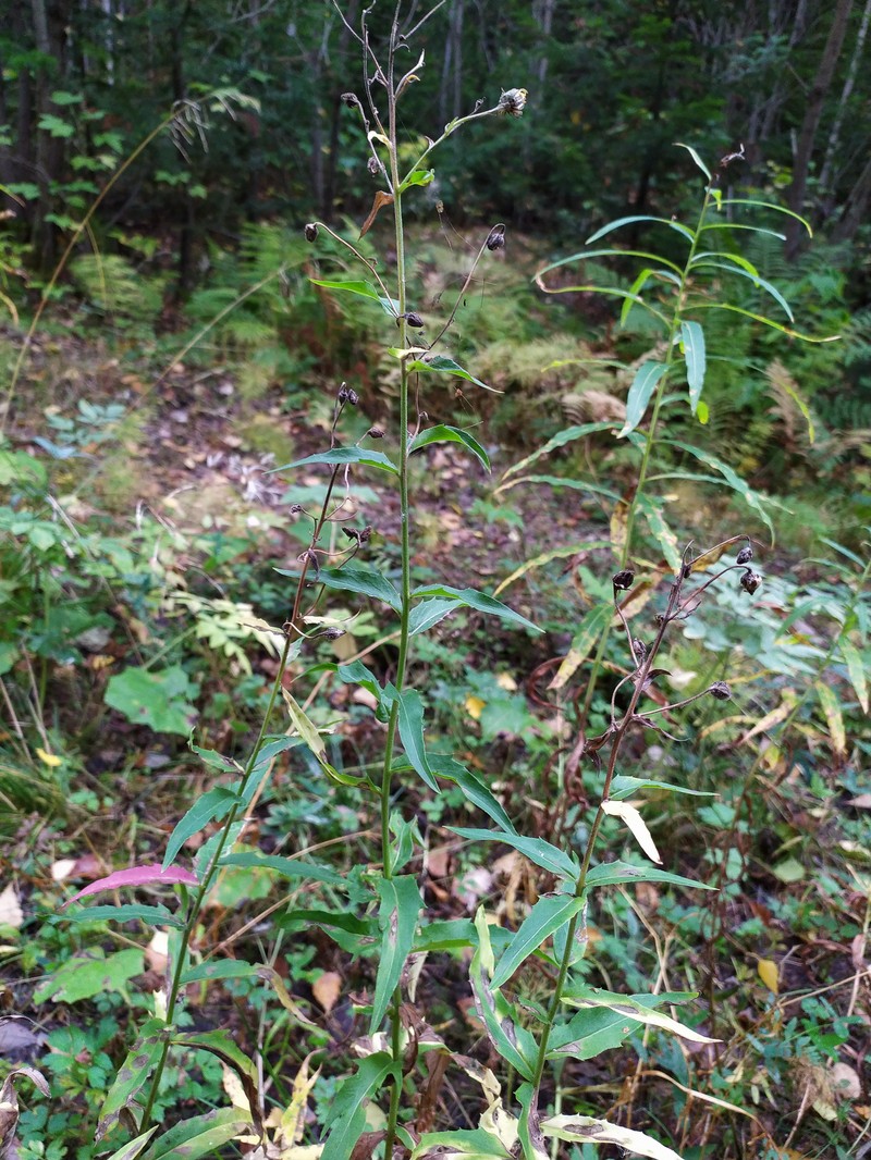 Hieracium reticulatum photo 7