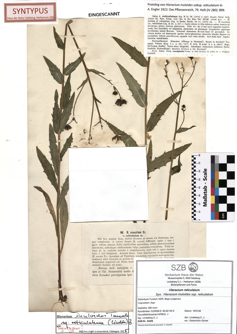 Hieracium reticulatum photo 8