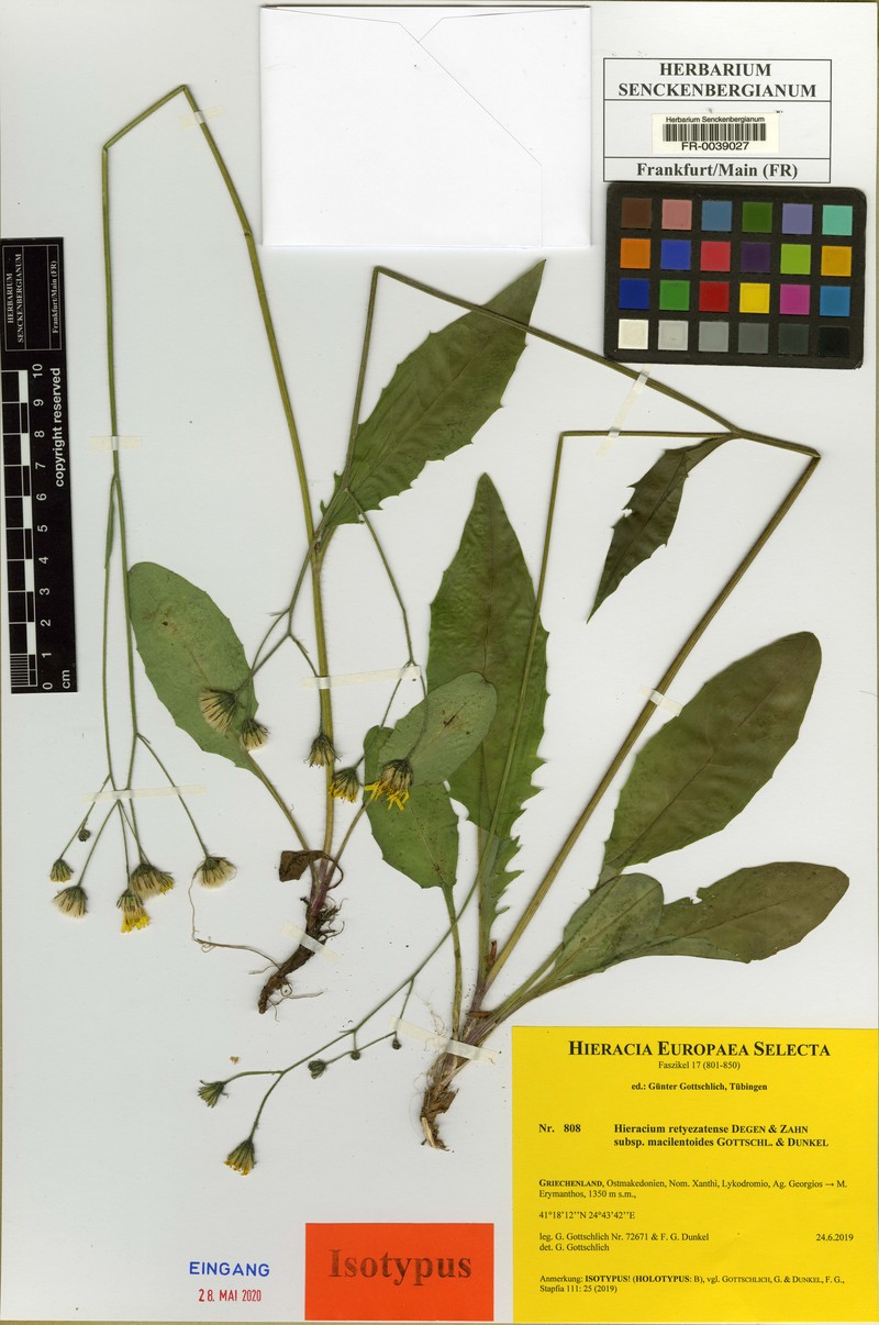 Hieracium retyezatense subsp. macilentoides