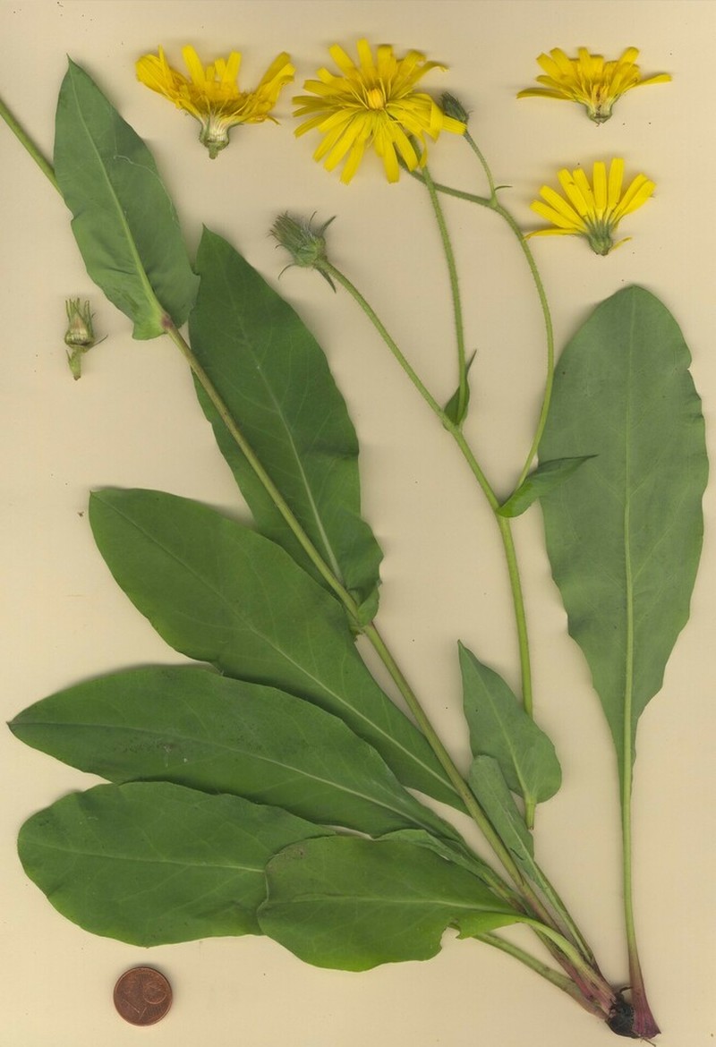 Hieracium rhomboidale