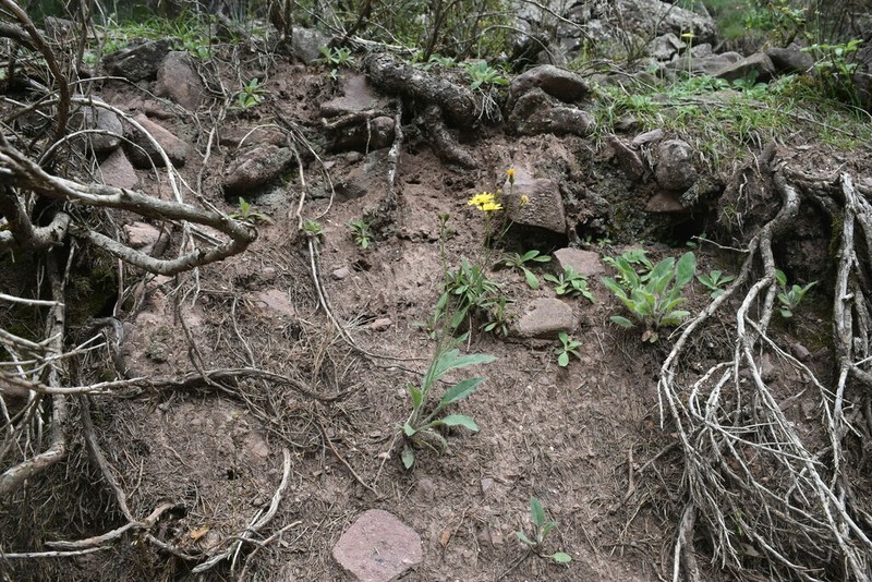 Hieracium rhomboidale photo 2