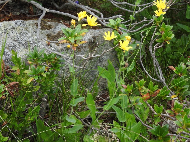 Hieracium rhomboidale photo 3