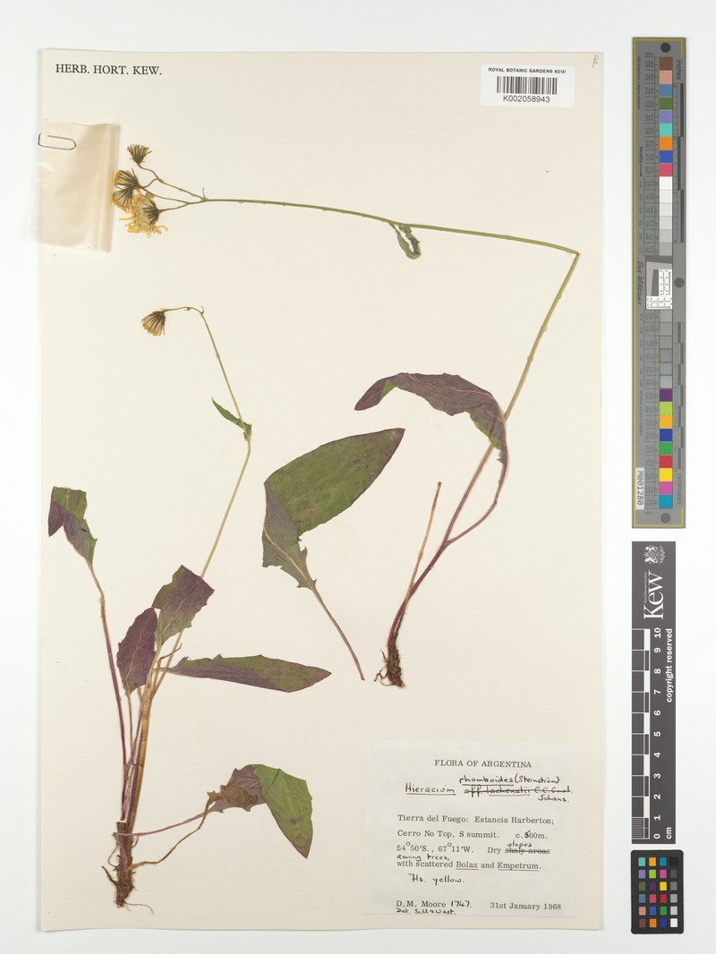 Hieracium rhomboides
