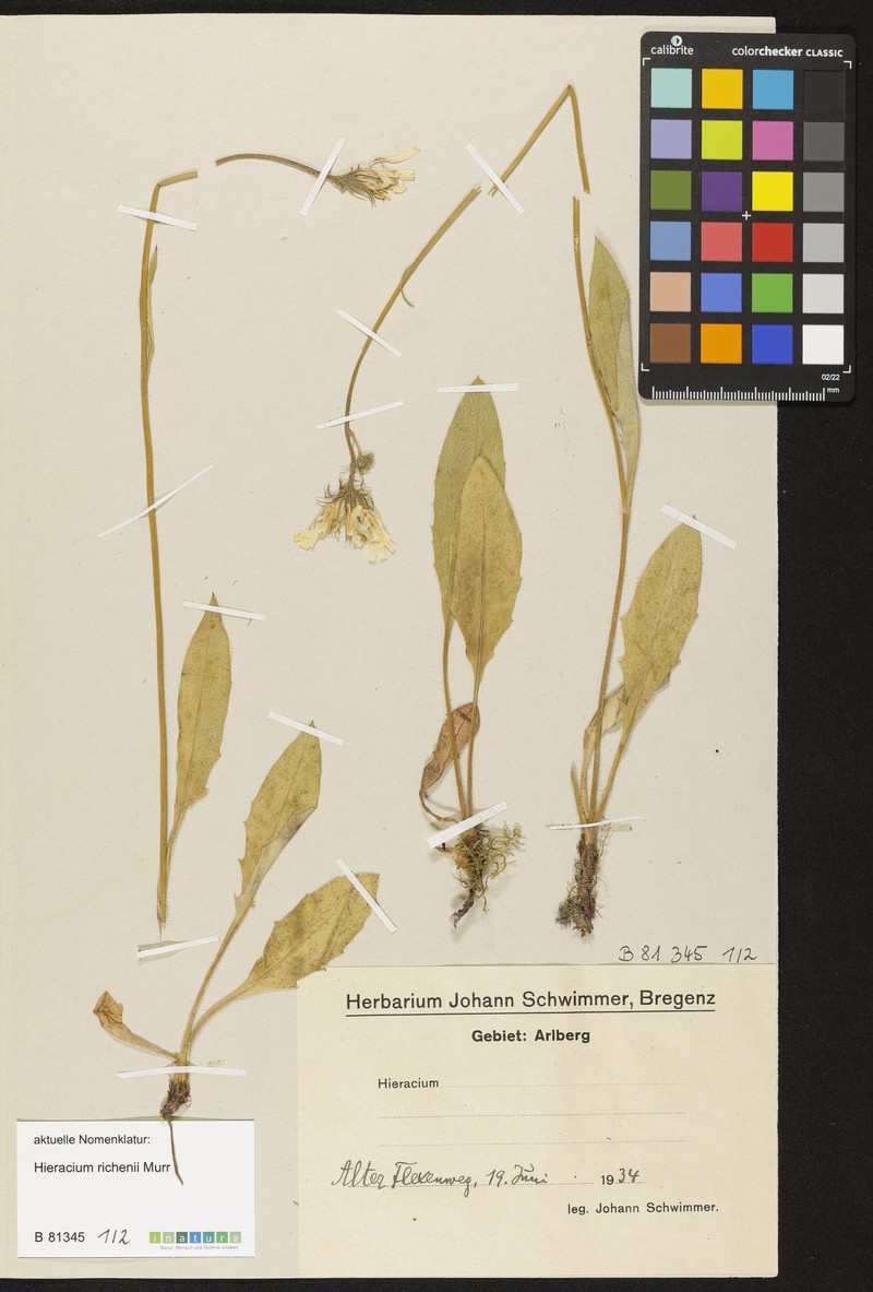 Hieracium richenii