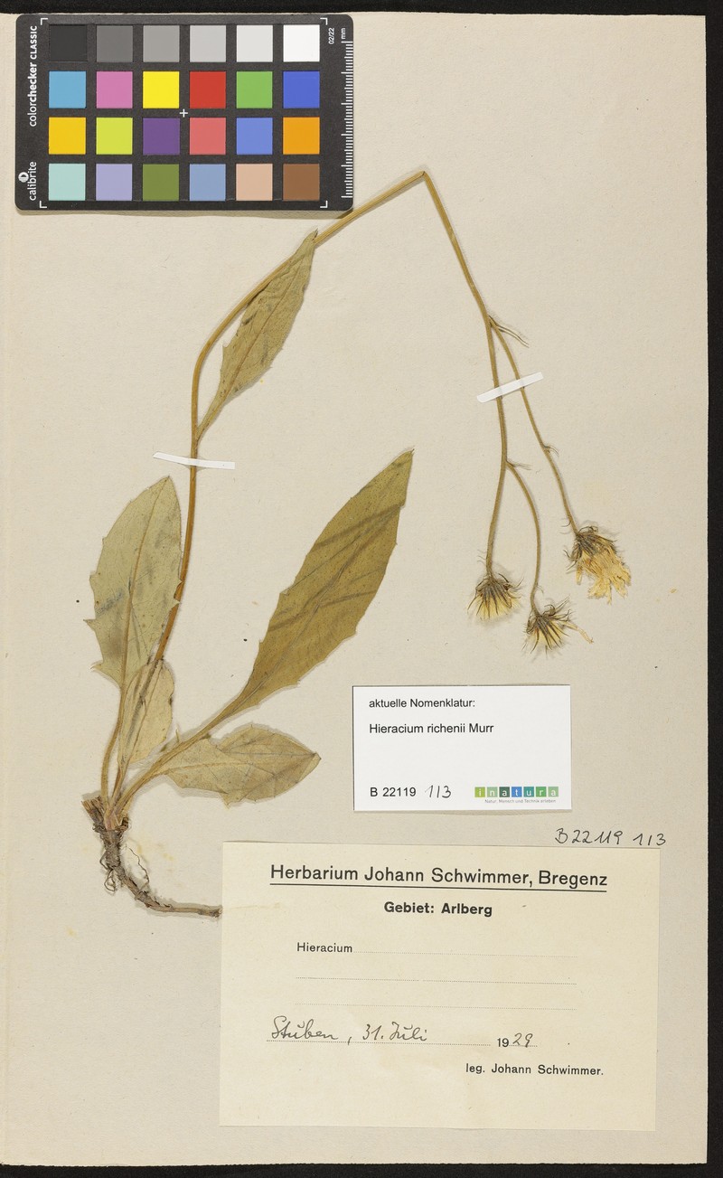 Hieracium richenii photo 2