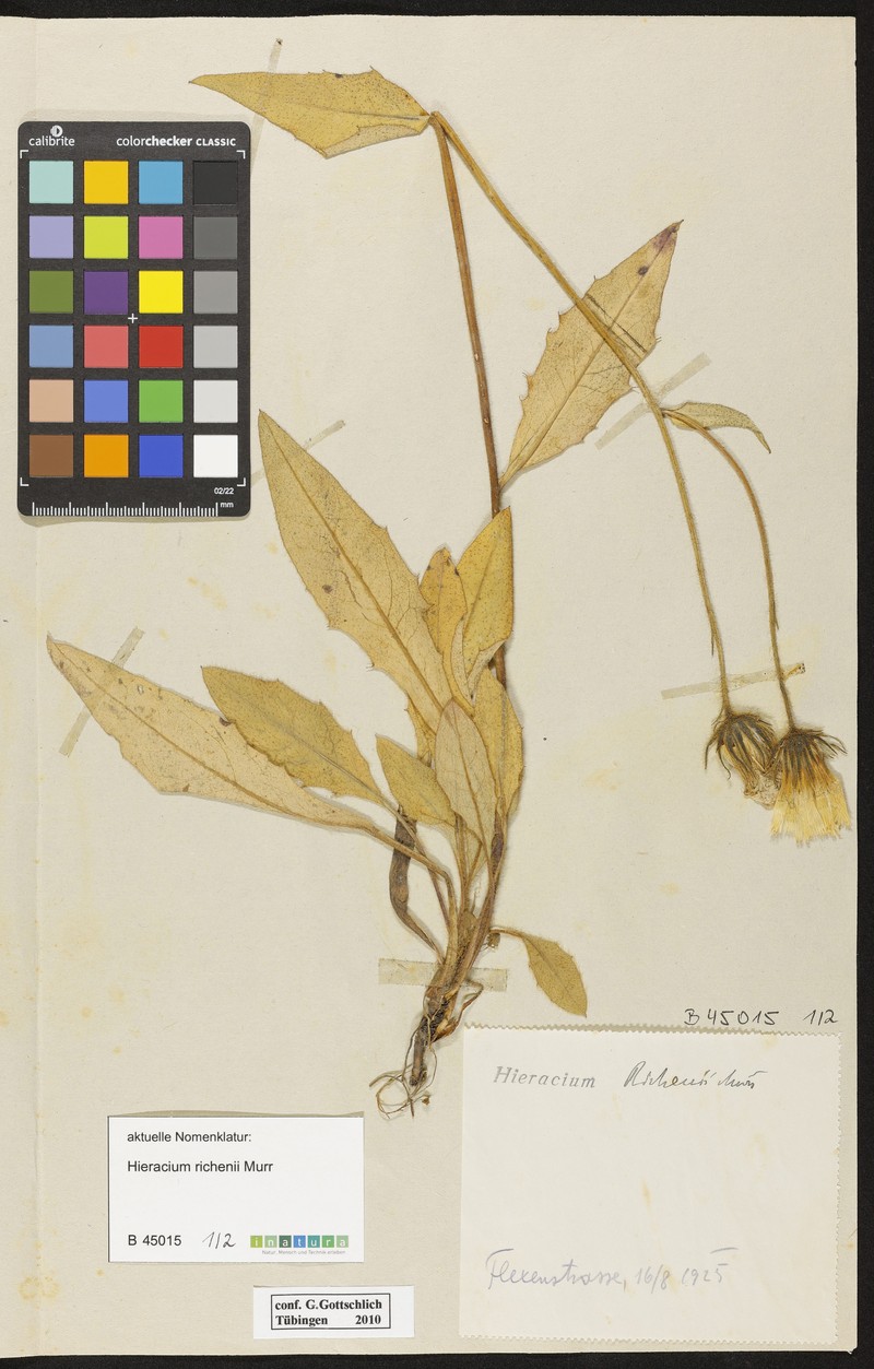 Hieracium richenii photo 3