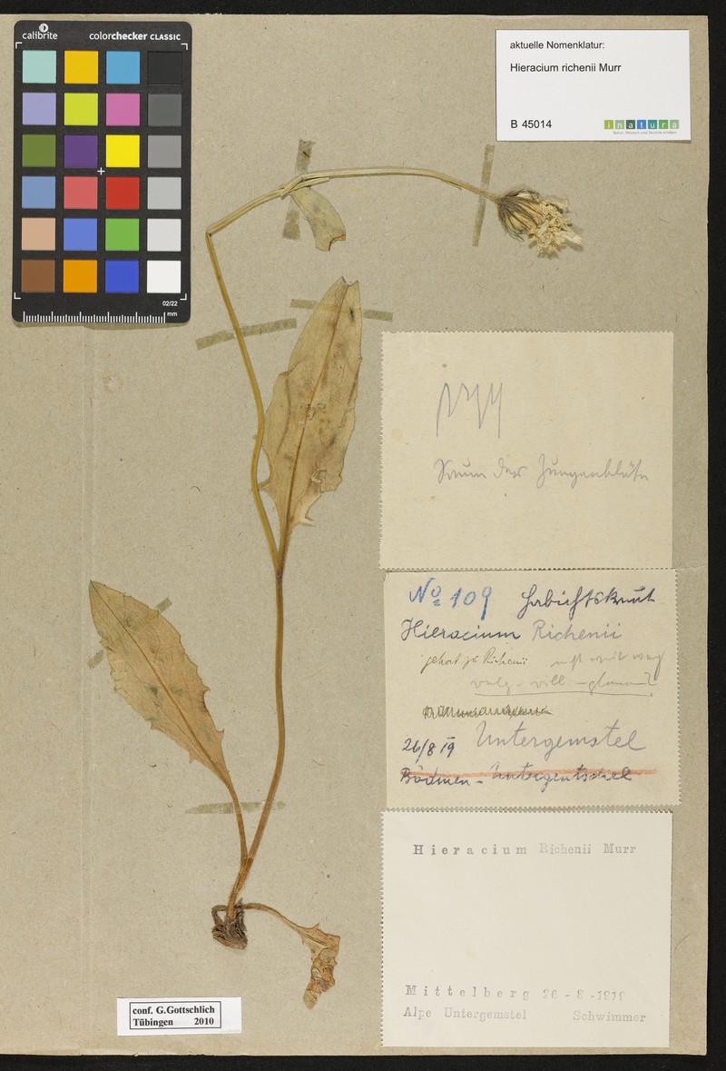 Hieracium richenii photo 4